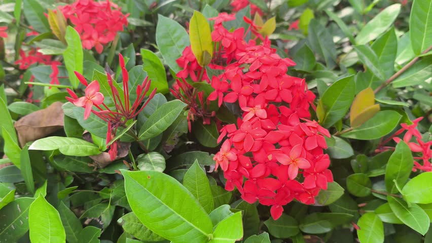 Vibrant Ixora coccinea blooms showcase dense red flower clusters. These jungle geraniums thrive in tropical sunlight. The evergreen shrub adds brilliant color to lush garden landscapes.
