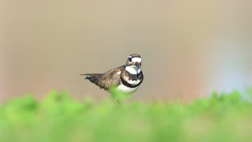 Wild Killdeer walking on grass, searching for and eating an earthworm in its natural habitat.