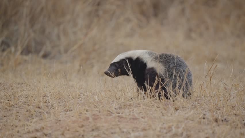 Honey badger stands still in dry savanna grass, slight head movement while looking left of frame in Kruger National Park, South Africa. Wildlife behavior, natural habitat.