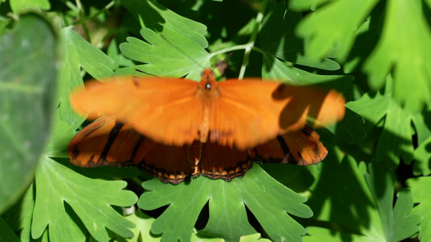 julia butterflies engage in courting ritual as one hovers over the other spreading pheromones