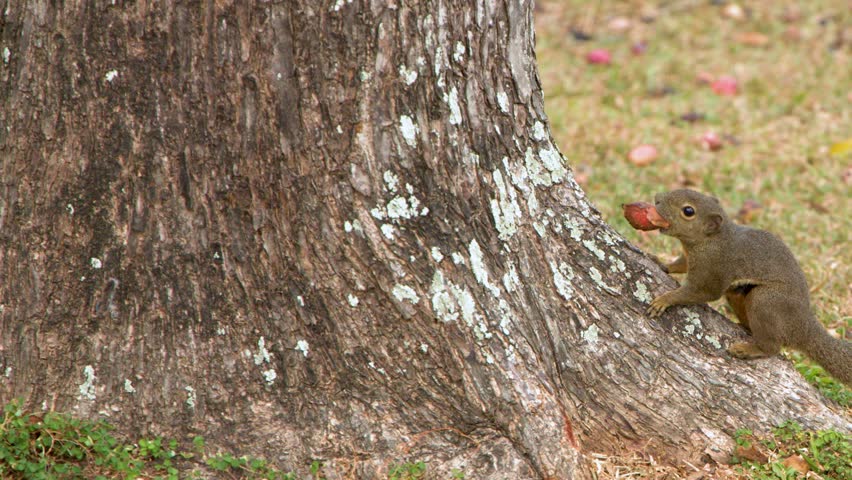 A plantain squirrel sits by a tree trunk in Singapore, eating a large red nut