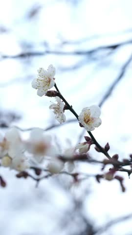 A dynamic vertical video capturing a branch of elegant white plum blossoms (Prunus mume) with multiple flowers and buds gently waving in a soft spring wind. Shallow depth of field, filmed in 1080p resolution under natural light in China.