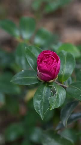 A dynamic vertical 1080p video of a bright red camellia flower gently waving in a soft spring wind. Features a soft bokeh background with natural sunlight filtering through green leaves, creating a peaceful garden atmosphere in China.