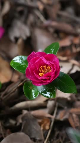 Vertical 1080p video capturing a vivid red camellia japonica flower in full bloom. The high-quality close-up highlights the layered crimson petals and bright yellow stamens against a lush green garden background in China.