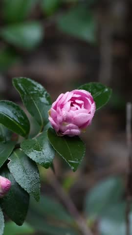 Elegant close-up of a beautiful solid pink Camellia japonica flower in full bloom, set in a tranquil spring garden in China. Vertical 1080p video with soft lighting and gentle wind movement against a blurry bokeh background.