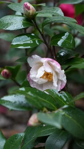 Aesthetic close-up of a stunning pink and white variegated Camellia japonica flower blooming in a spring garden in China. Vertical 1080p video showing layered petals gently swaying in the wind against a soft bokeh background.