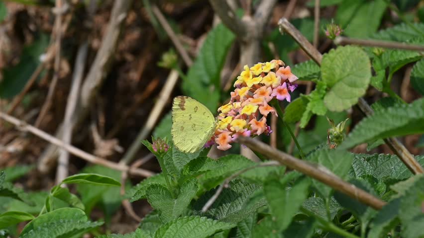 A small grass yellow butterfly rests on Lantana camara flowers. Its common name is Eurema brigitta and broad bordered grass yellow. The natural lighting highlights the delicate texture of the butterfly wings.