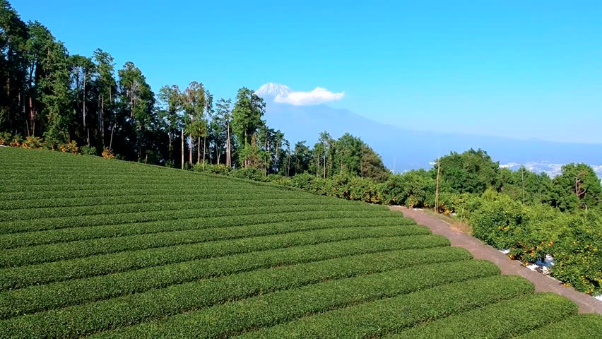 Scenic aerial view of green tea plantation fields with Mount Fuji rising against a clear blue sky. Dense forest and Japanese city visible in the valley below the iconic volcano.