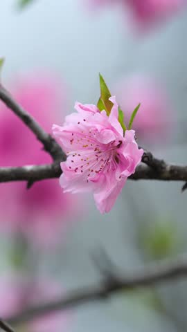 A vertical 1080p composition showing a single pink peach blossom on a dark gnarled branch. Sunlight illuminates the delicate petals from behind, making them appear translucent and pure against a soft blurred background in spring, China.