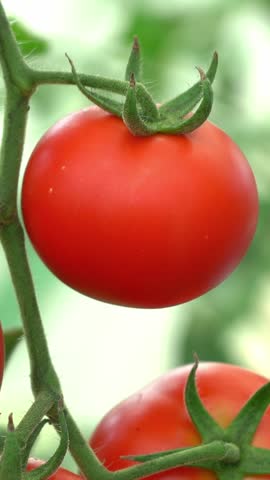 Farmers hands pick red tomato from branch in greenhouse. Vegetables. Food. Harvesting crop farming agriculture. Vertical shot