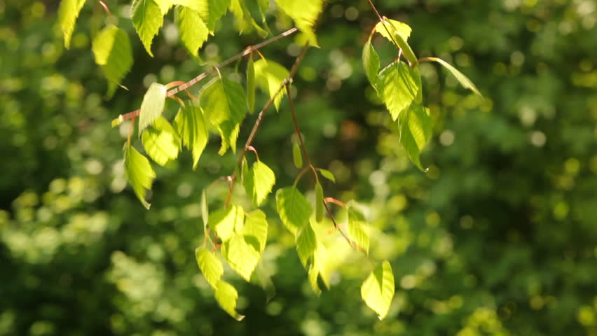 White birch tree leaves