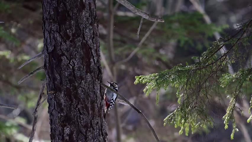 Great Spotted Woodpecker clinging to a pine tree trunk in a dense coniferous forest while looking for food.