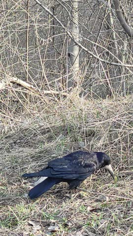 Crow Bird Foraging on Ground Pecking Dry Grass Wildlife B Roll Nature Footage