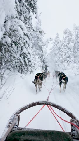 Experience the joy of dog sledding through the enchanting winter landscape of Akaslompolo, Lapland. Snow-laden trees frame the thrilling journey as huskies pull the sled across the pristine terrain.