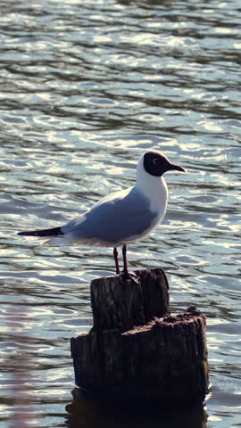 Black headed gull standing on wooden post in lake water, wildlife. Vertical