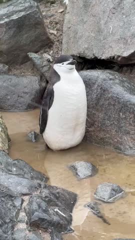 Chinstrap Penguin having a drink from a puddle, Antartica 