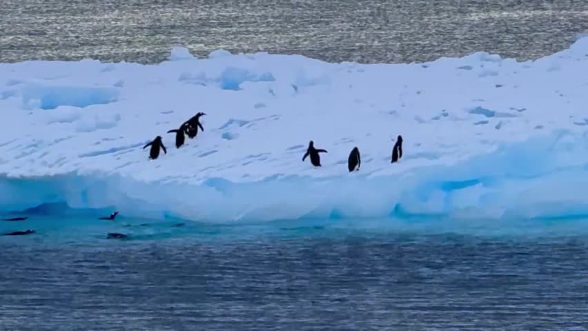Penguins jumping on and off the icebergs Antartica