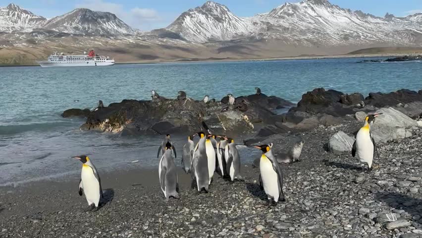 Fortuna Bay King Penguin Colony South Georgia