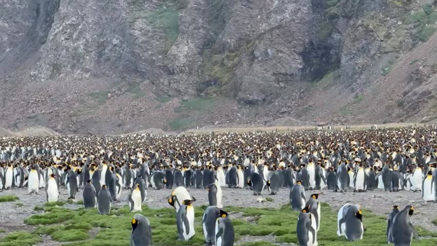 Fortuna Bay King Penguin Colony South Georgia