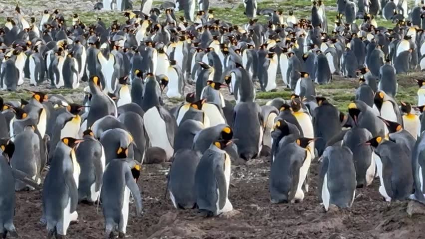Fortuna Bay King Penguin Colony South Georgia