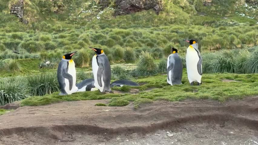 Fortuna Bay King Penguin Colony South Georgia