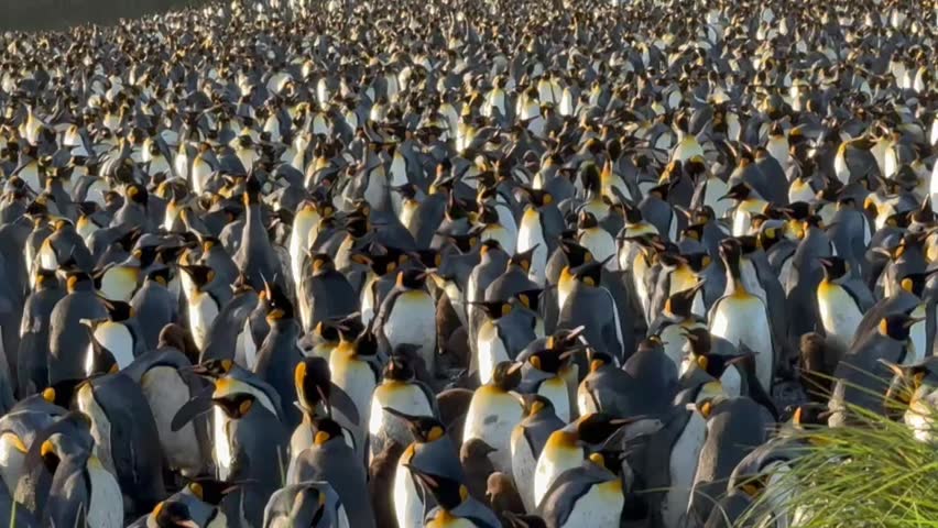 The King Penguin Colony of Salisbury Palin, South Georgia