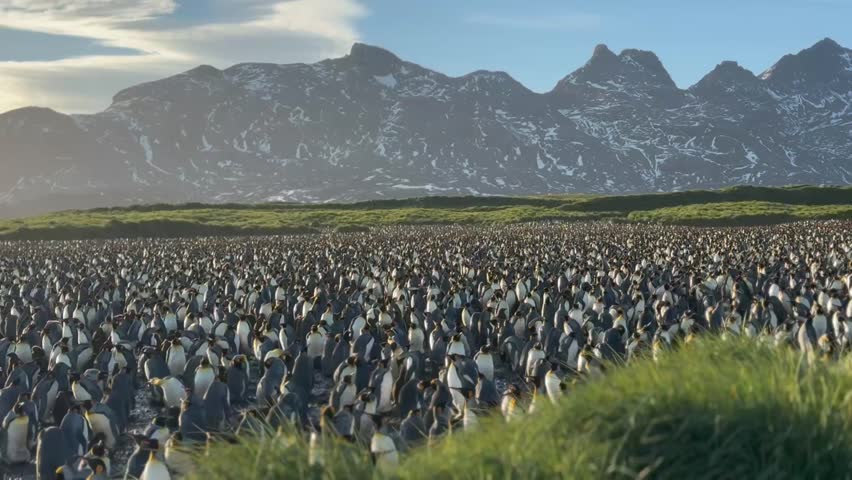 The King Penguin Colony of Salisbury Palin, South Georgia