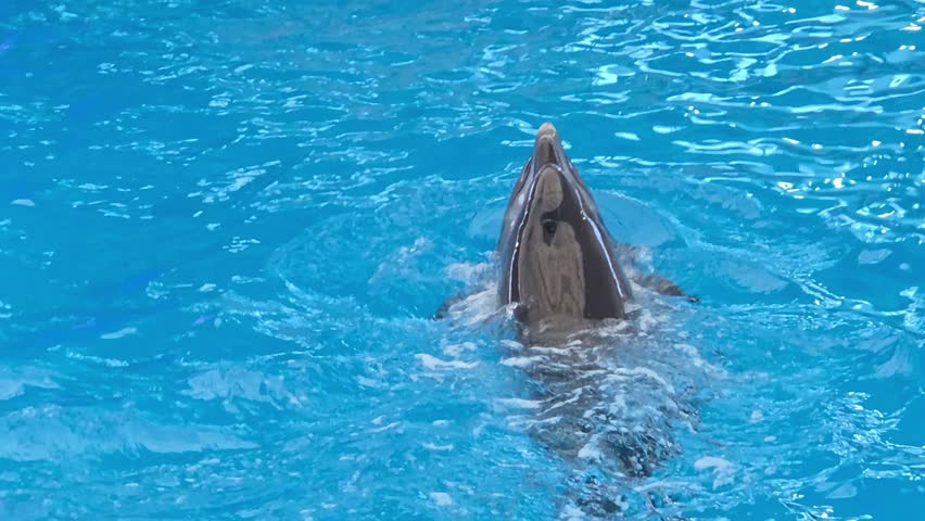 Two dolphins swim and play in a large aquarium. They dive, leap, and interact with each other in the clear blue water during a warm afternoon.