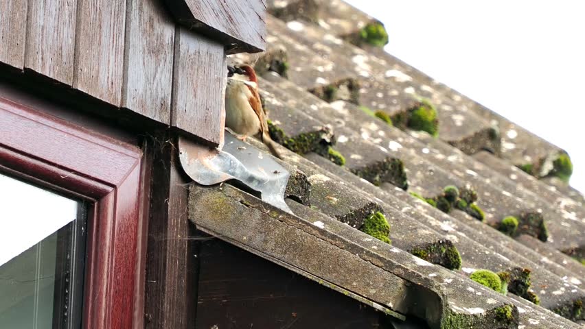 House sparrow looking around as it stands on the roof of the house.