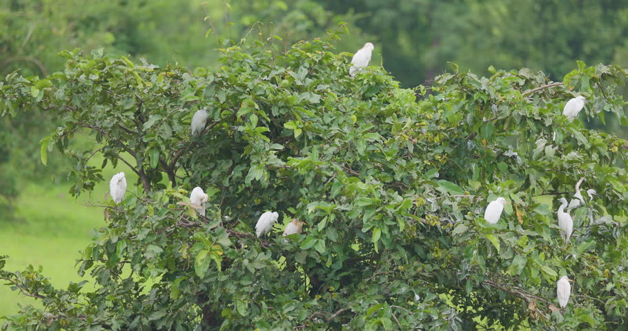 Diverse colony of Egrets and Little Herons living and nesting in a single green tree in monsoon season