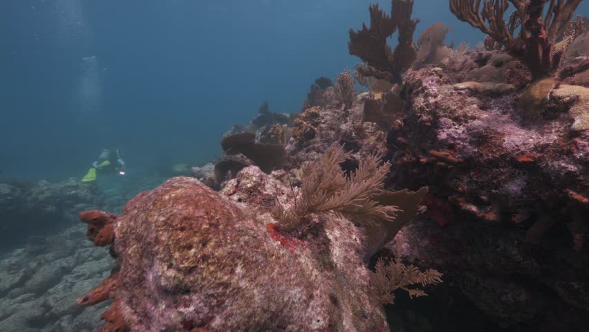 Exploring a colorful coral reef underwater