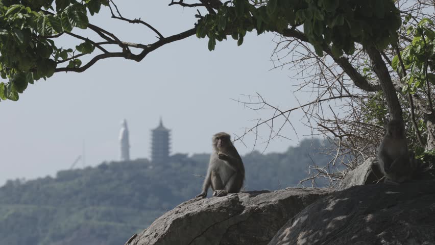 Monkey eating something, Lady Buddha in background, Da Nang, Vietnam