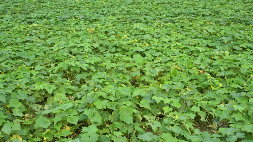 Abundant green cucumber plants with vibrant leaves and yellow flowers growing in a cultivated agricultural field, representing organic farming, food production, and a healthy harvest season