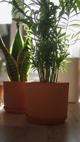 Bright morning sunlight filtering through window blinds, illuminating the vibrant green leaves of a parlor palm and snake plant in terracotta pots, casting dynamic shadows on a wooden surface