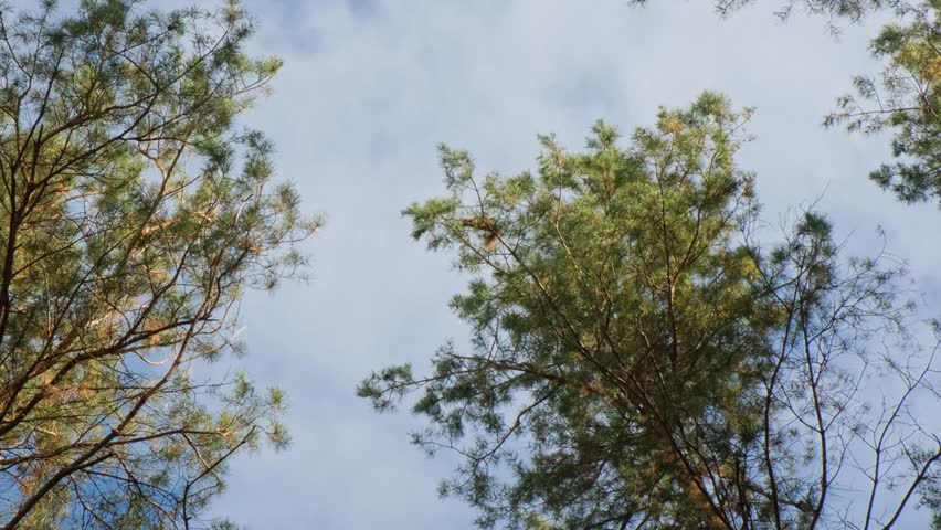 Red Squirrel Jumping Between Trees Risk Freedom and Success Concept
