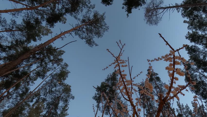 Time-Lapse of  White Apricot Tree Blossoms as the Sky Transitions from Blue to Black. Spring Evening to Starry Night in Pine Forest with Apricot Blossom Bloom. Nature Timelapse