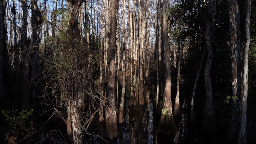 Dense cypress trees rise from swamp water, their trunks covered in spiky bromeliads. Sunlight filters through the forest, creating sharp shadows and clear reflections in the dark, still water.