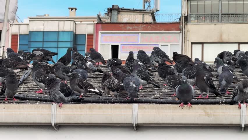 Panoramic motion of large group of pigeons crowding together on a city rooftop