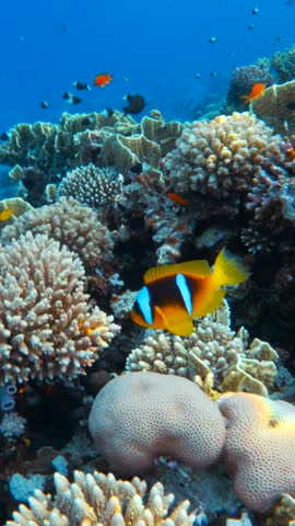 Vertical shot of clownfish among corals and reef fish in blue water Red Sea Egypt Ras Muhammad