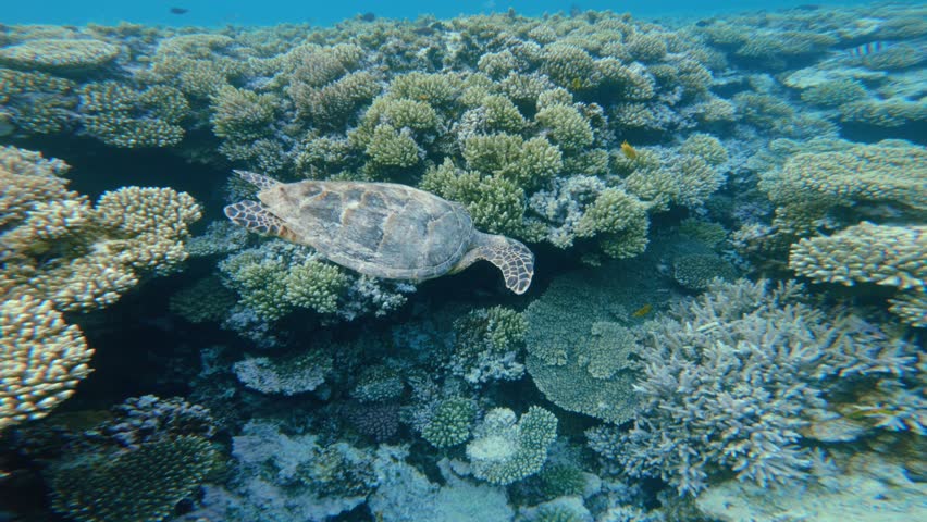 Green Sea Turtle swims along the coral reef and breathes air from the surface