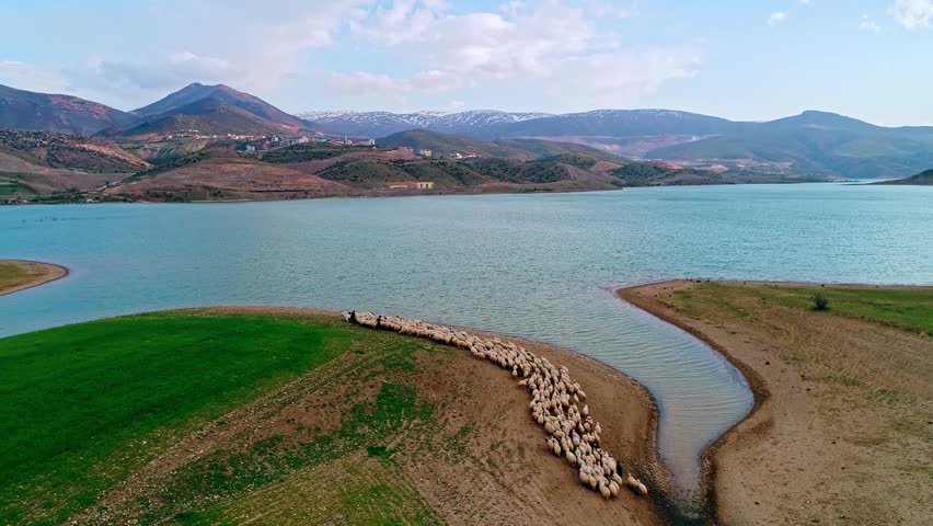 Drone view of a sheep flock tracing the curved shore of a calm mountain lake beside a vivid green field, with rolling hills and snowy peaks forming a peaceful rural spring landscape at dawn.