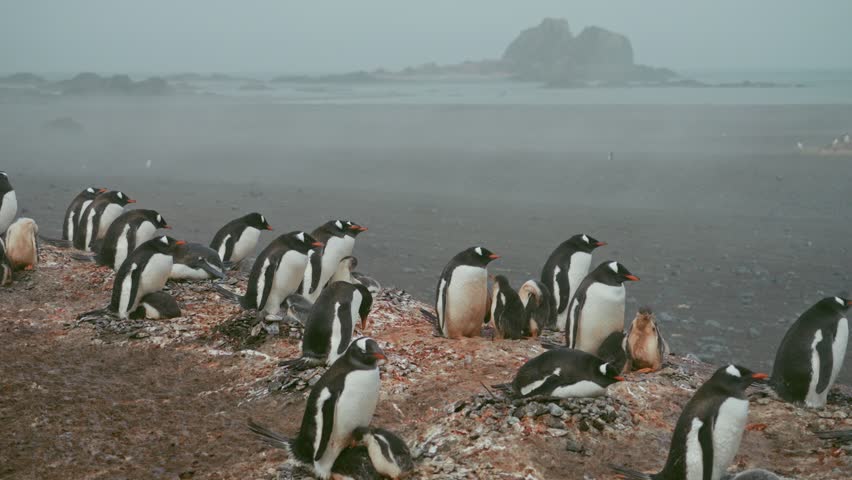 Large gentoo penguin colony with fluffy chicks gathers at rocky guano-stained nesting ground on Elephant Island, Antarctica, under misty overcast skies with ocean in background