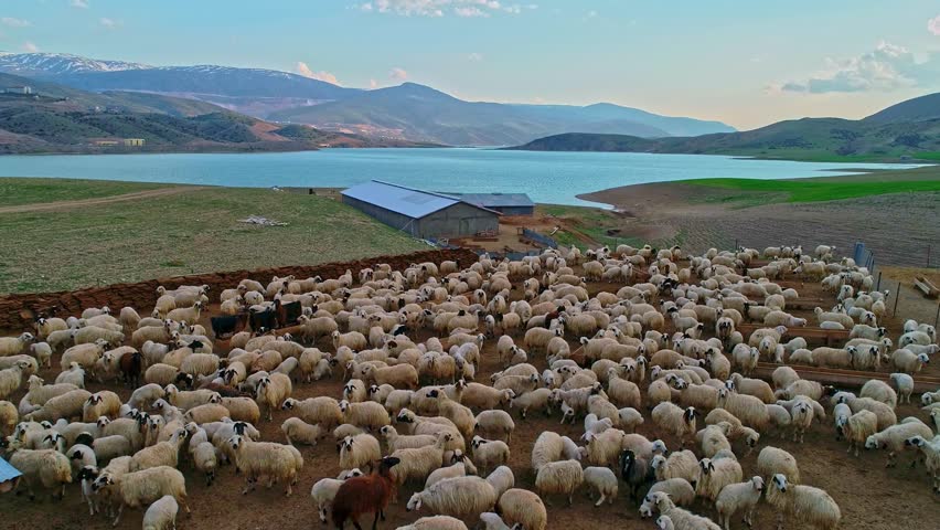 Drone view of a large sheep flock gathered in a rural farm pen by the lake, with barns, open fields and distant peaks creating an authentic pastoral landscape and livestock scene.