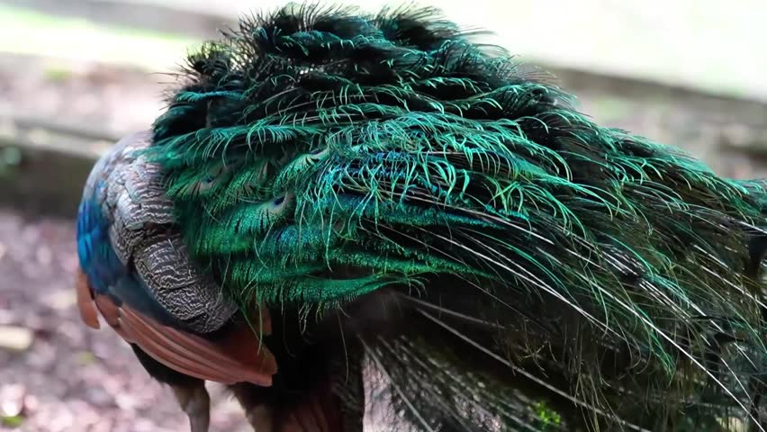 behaviour of peacock in the park, blue peacock routine, peafowl preening and sitting down on the ground, the way peacock sitting on the ground