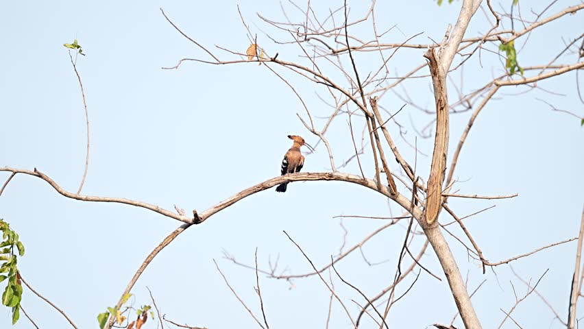 The Great Hornbill lives in the wild in Thailand.