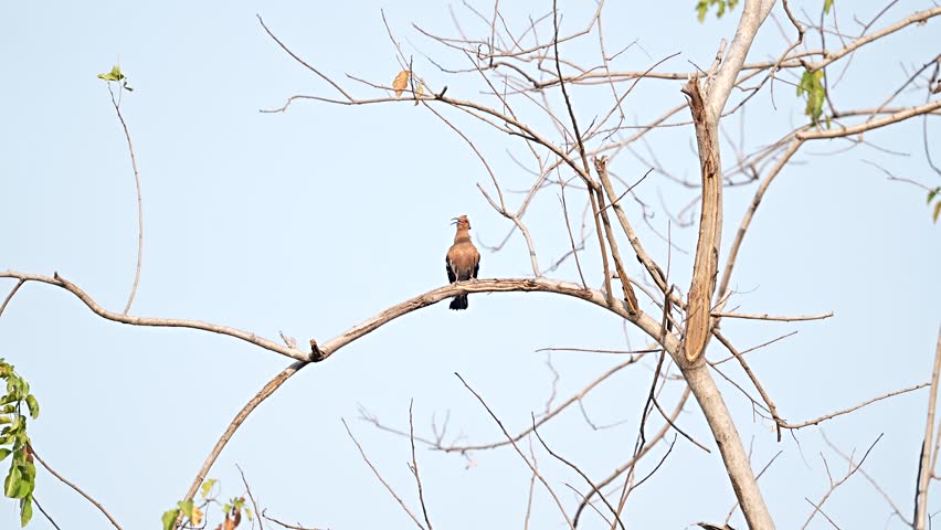 The Great Hornbill lives in the wild in Thailand.