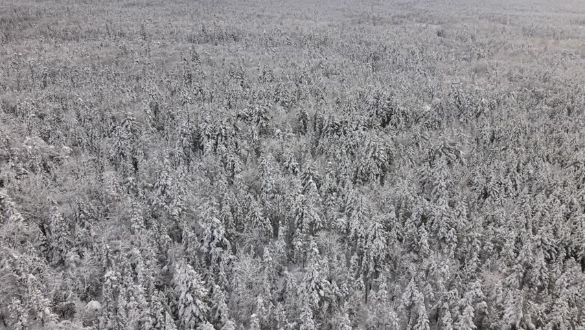 drone view out in heavy blizzard: dense pine and beech trees blanketed in fresh snow around frozen lake in Beechville near Halifax, Nova Scotia. Powerful Canadian winter 4K.