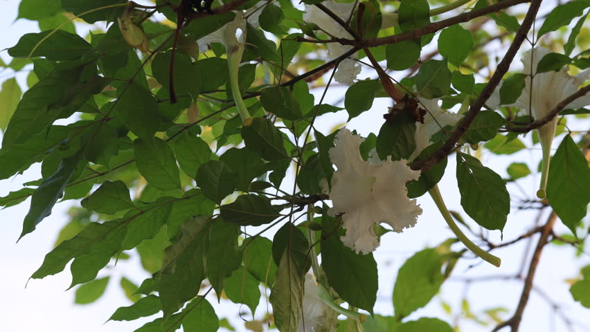 Dolichandrone serrulata white traditional flower Kae Na on tree branch green leaf windy nature scene