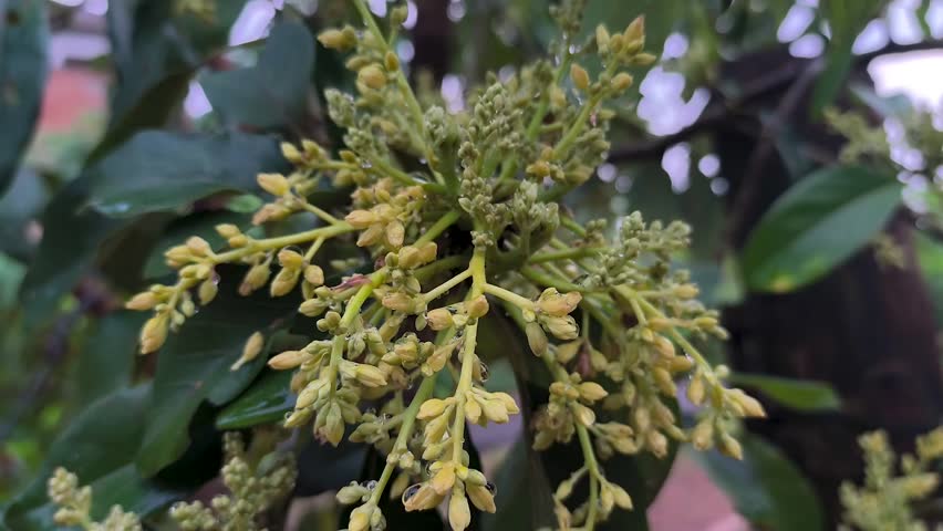 avocado tree that is blooming, Persea americana