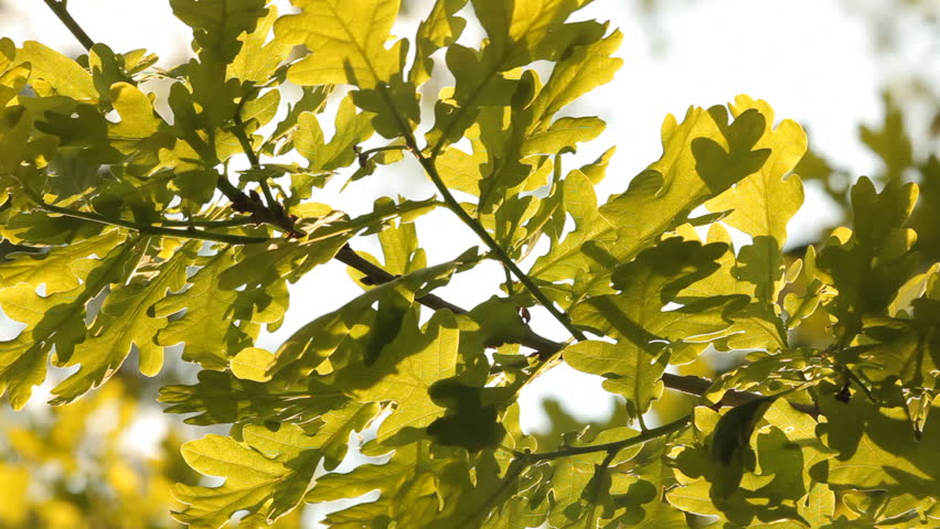 White Oak tree leaves